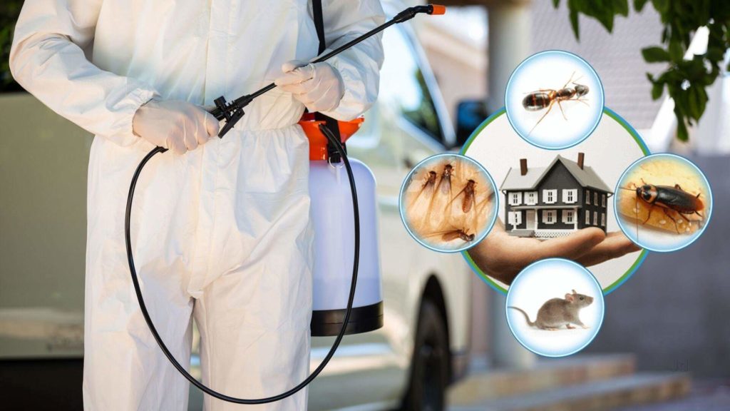 شركة مكافحة حشرات بجدة