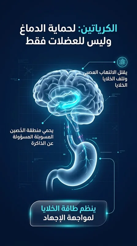الكرياتين ليس للعضلات فقط.. اكتشاف طبي مذهل يكشف قدرته على حماية الدماغ من التهابات الأمعاء! - تفاصيل إضافية